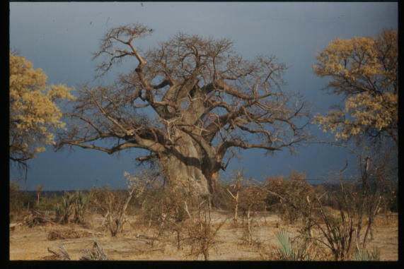 Baobab