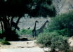 Giraffen