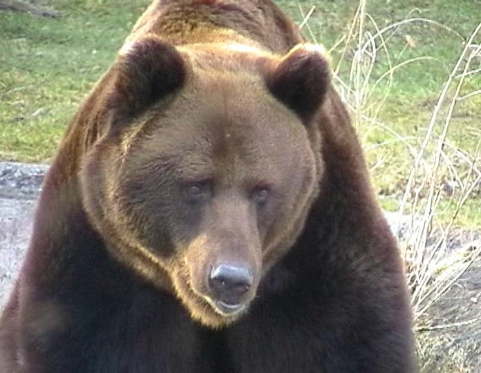 Bär beim dumm schaun