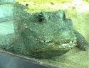 thm_KROKO1.jpg
