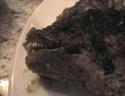 thm_FISH-FOOD-MOUTH.jpg