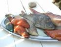 thm_TOTE-FISCHE.jpg