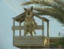 thm_WACHHUND.jpg