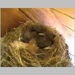 NEST1.JPG