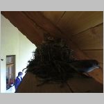 NEST3.JPG